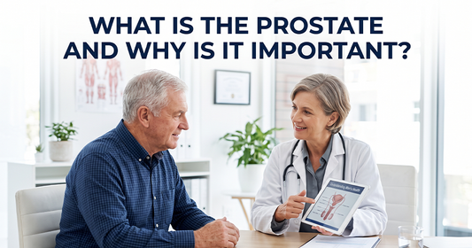 What Is the Prostate and Why Is It Important?